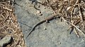 Lizard 5